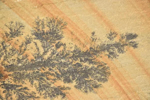 Mint Fossil Sandstone